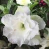 Adenium Obesum Cv.ang Snow Blanc - Taille Caudex D'environ 150g -Flora Soldes 640392461b60f6.04502676