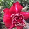 Adenium Obesum Cv.bai Lay Red Rouge - Taille Caudex D'environ 300g 20/25cm -Flora Soldes 64039248354987.10990893