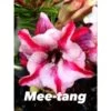 Adenium Obesum Cv Mee-tang Rose - Taille Caudex D'environ 2000g 25/30cm Très Gros Caudex -Flora Soldes 640392494421e6.53917630