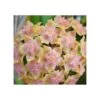 Hoya Vitellina (fleur De Porcelaine, Fleur De Cire) Taille Pot De 2 Litres - 20/40 Cm - Jaune Rose -Flora Soldes 6403924c166ae9.83165352