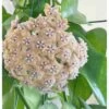 Hoya Fraterna (fleur De Porcelaine, Fleur De Cire) Taille Pot De 2 Litres - 20/40 Cm - Jaune Rose -Flora Soldes 6403924db465b7.57343968