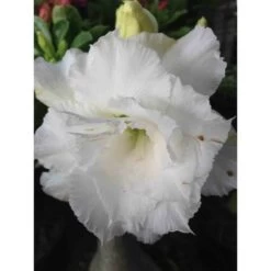 Adenium Obesum Cv.numchok White Blanc - Taille Caudex D'environ 2000g 25/30cm Très Gros Caudex