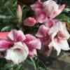 Adenium Obesum Cv.muang Prasertsri Blanc Et Rose - Taille Caudex D'environ 150g -Flora Soldes 64039251eb94a4.37322393