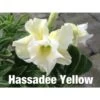 Adenium Obesum Cv.hussadee Yelow Blanc - Taille Caudex D'environ 300g 20/25cm -Flora Soldes 64039254b651f8.67839412