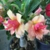Adenium Obesum Cv.sherbet Jaune Et Rouge - Taille Caudex D'environ 300g 20/25cm -Flora Soldes 6403925616d4b6.13204094
