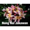 Plumeria Rubra "nung Nai Jakawan" (frangipanier) Taille Pot De 2 Litres ? 20/30 Cm - Blanc/jaune/rose -Flora Soldes 640392574f3066.41263542