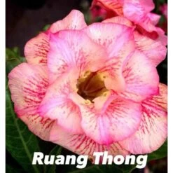 Adenium Obesum Cv.ruong Thong Jaune Rose - Taille Caudex D'environ 300g 20/25cm -Flora Soldes 64039258a95f40.31707041
