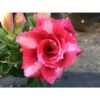 Adenium Obesum Cv Dang Bailay Rouge - Taille Caudex D'environ 2000g 25/30cm Très Gros Caudex -Flora Soldes 6403925b5292f0.25311675