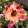 Adenium Obesum Cv.maree R Orange - Taille Caudex D'environ 300g 20/25cm -Flora Soldes 6403925cca28e2.94244375