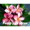 Plumeria Rubra "pong Yok Virus" (frangipanier) Taille Pot De 2 Litres ? 20/30 Cm - Blanc/jaune/rose -Flora Soldes 6403925e188ff8.41427186