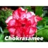 Adenium Obesum Cv Chokrasamee Rouge - Taille Caudex D'environ 2000g 25/30cm Très Gros Caudex -Flora Soldes 64039261411f51.97874034