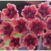 Hoya Bordenii (fleur De Porcelaine, Fleur De Cire) Taille Pot De 2 Litres - 20/40 Cm - Rose Violacé -Flora Soldes 64039266a0ed35.64831292