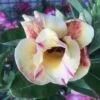 Adenium Obesum Cv.prarod Meri Jaune Rose - Taille Caudex D'environ 300g 20/25cm -Flora Soldes 64039269a6cfb9.48850030
