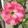 Adenium Obesum Cv.leera Pink Rose - Taille Caudex D'environ 2000g 25/30cm Très Gros Caudex -Flora Soldes 640392708c6d49.04010223