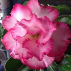 Adenium Obesum Cv.leera Pink Rose - Taille Caudex D'environ 2000g 25/30cm Très Gros Caudex -Flora Soldes 640392709072b9.77914325