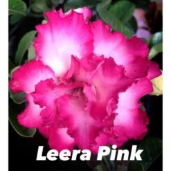 Adenium Obesum Cv.leera Pink Rose - Taille Caudex D'environ 2000g 25/30cm Très Gros Caudex -Flora Soldes 64039270946044.54907129