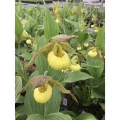 Cypripedium "kristy Lyn" (orchidées Terrestres) Taille Pot De 1 Litre - 0/60 Cm