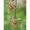 Epipactis Gigantea Taille Pot De 1 Litre - 0/60 Cm - Rouge -Flora Soldes 640394205de6e1.81832340