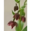Epipactis Royleana Taille Pot De 1 Litre - 0/60 Cm - Rouge -Flora Soldes 640394226663e0.19715389