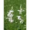 Bletilla Striata "alba" Blanc - Taille Pot De 1 Litre ? 30/40 Cm -Flora Soldes 64039424944460.63444055