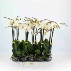 Phalaenopsis Hybride Blanche (orchidée Papillon) Taille Pot De 2 Litres - 60/80 Cm -Flora Soldes 64039425b0aca3.41458917