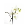 Phalaenopsis Hybride Blanche (orchidée Papillon) Taille Pot De 2 Litres - 60/80 Cm -Flora Soldes 64039425b3e774.85714987