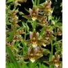 Epipactis "sabine" Taille Pot De 1 Litre - 0/60 Cm - Jaune Et Blanc 2 Epipactis "sabine" Taille Pot De 1 Litre - 0/60 Cm - Jaune Et Blanc -Flora Soldes 64039426dee7e9.31839323