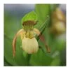 Cypripedium "victoria" (orchidées Terrestres) Taille Pot De 1 Litre - 0/60 Cm -Flora Soldes 6403942804e074.75461803