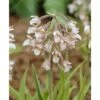Epipactis Palustris Blanc - Taille Pot De 1 Litre - 0/60 Cm -Flora Soldes 6403942a63c763.52850892