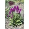 Dactylorhiza Purpurella Taille Pot De 1 Litre - 0/60 Cm -Flora Soldes 6403942b847452.91646755