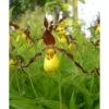 Cypripedium Parviflorum (orchidées Terrestres) Taille Pot De 1 Litre - 0/40 Cm -Flora Soldes 6403942cca30d6.89897054