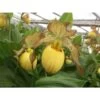 Cypripedium "inge" (orchidées Terrestres) Taille Pot De 1 Litre - 0/60 Cm -Flora Soldes 6403943074c409.25120196