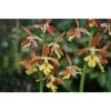 Calanthe Takane Jaune - Taille Pot De 1 Litre - 0/60 Cm -Flora Soldes 64039431a305e8.36075581