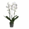 Phalaenopsis Hybride Tsarine Blanche (orchidée Papillon) Taille Pot De 2 Litres - 60/80 Cm -Flora Soldes 64039432d30f26.02674241