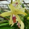 Bletilla Striata "yellow" Jaune - Taille Pot De 1 Litre ? 30/40 Cm -Flora Soldes 640394342480a8.79469379