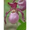 Cypripedium "philipp" (orchidées Terrestres) Taille Pot De 1 Litre - 0/60 Cm -Flora Soldes 64039436a39646.23926122