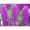 Dactylorhiza Foliorella Taille Pot De 1 Litre - 0/60 Cm -Flora Soldes 64039439288bc5.13603316