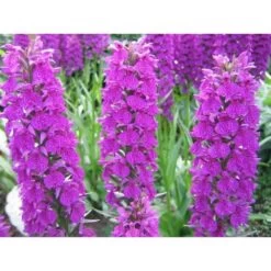 Dactylorhiza Foliorella Taille Pot De 1 Litre - 0/60 Cm