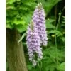 Dactylorhiza Fuchsii Taille Pot De 1 Litre - 0/80 Cm -Flora Soldes 6403943a5d48b3.57629938