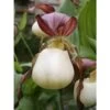 Cypripedium Kentuckiense (orchidées Terrestres) Taille Pot De 1 Litre - 0/80 Cm -Flora Soldes 6403943ce4fdf6.68974864