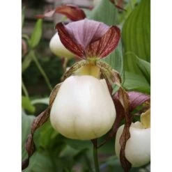 Cypripedium Kentuckiense (orchidées Terrestres) Taille Pot De 1 Litre - 0/80 Cm