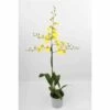 Oncidium Hybride Taille Pot De 1 Litre - 30/50 Cm -Flora Soldes 6403943e198ea1.04176204