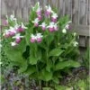 Cypripedium Reginae (orchidées Terrestres) Taille Pot De 1 Litre - 0/80 Cm -Flora Soldes 6403943f420937.15831716