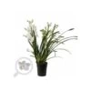 Cymbidium Hybride Blanche Taille Pot De 1 Litre ? 60/80cm -Flora Soldes 64039440719a47.07305609