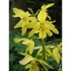 Calanthe Sieboldiana Jaune - Taille Pot De 1 Litre - 0/60 Cm -Flora Soldes 64039441d0ec17.56339441