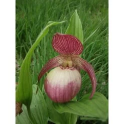 Cypripedium "sabine" (orchidées Terrestres) Taille Pot De 1 Litre - 0/60 Cm -Flora Soldes 64039443288107.44611735