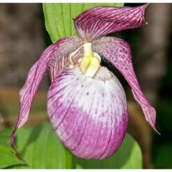 Cypripedium "sabine" (orchidées Terrestres) Taille Pot De 1 Litre - 0/60 Cm -Flora Soldes 640394432f9b38.41064890