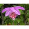 Pleione 'bulbocodiodes' Rose - Taille Pot De 1 Litre - 0/40 Cm -Flora Soldes 64039444a9ec87.62515312