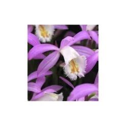 Pleione Formosana Taille Pot De 1 Litre - 0/40 Cm - Blanc Et Rose -Flora Soldes 64039445ee4651.01857385
