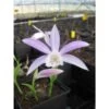Pleione Formosana Taille Pot De 1 Litre - 0/40 Cm - Blanc Et Rose -Flora Soldes 64039446065fa7.36265154